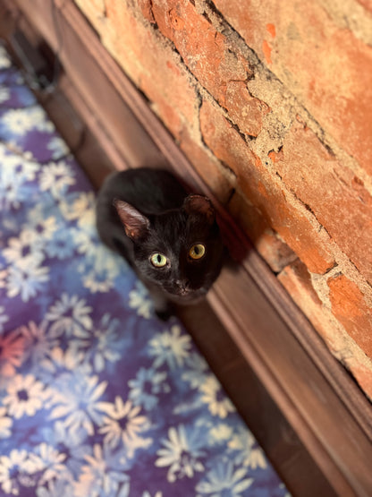 Kittens + Fitness Tickets Here 👇